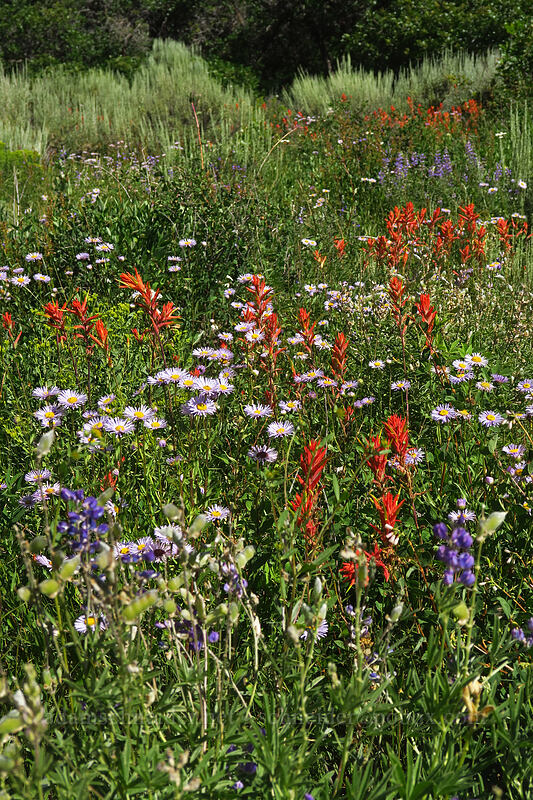wildflowers [Land's End Road, Grand Mesa National Forest, Mesa County, Colorado]