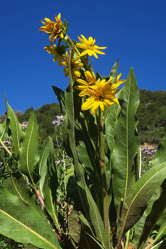 Arizona mule's-ears (Wyethia arizonica) [Land's End Road, Grand Mesa National Forest, Mesa County, Colorado]