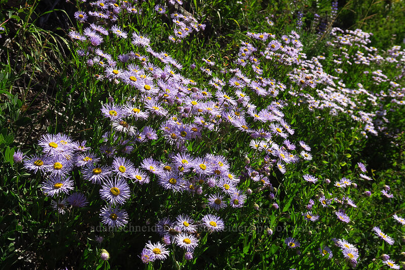 showy fleabane (Erigeron speciosus) [Land's End Road, Grand Mesa National Forest, Mesa County, Colorado]