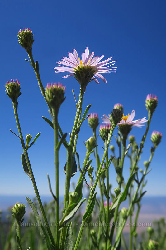 western mountain aster (Symphyotrichum spathulatum (Aster occidentalis)) [Land's End Road, Grand Mesa National Forest, Mesa County, Colorado]