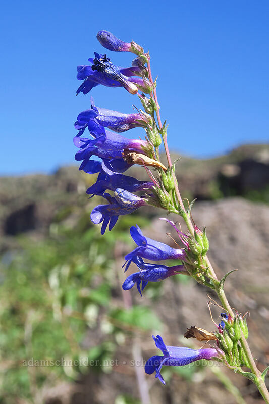 mesa penstemon (Penstemon mensarum) [Land's End Road, Grand Mesa National Forest, Mesa County, Colorado]