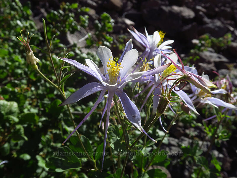 skinny Colorado columbine (Aquilegia coerulea) [Land's End Road, Grand Mesa National Forest, Mesa County, Colorado]