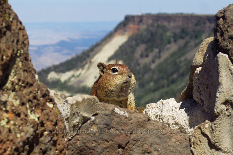 fat-cheeked golden-mantled ground squirrel (Callospermophilus lateralis (Spermophilus lateralis)) [Land's End Observatory, Grand Mesa National Forest, Mesa County, Colorado]