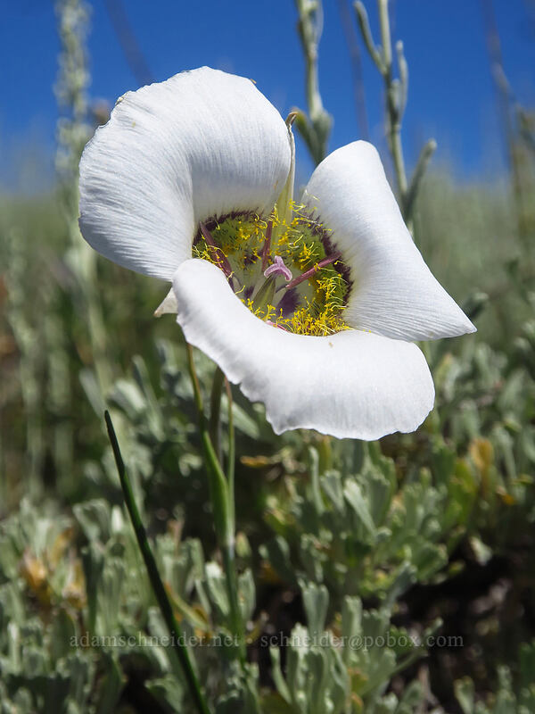 Gunnison's mariposa lily (Calochortus gunnisonii) [Land's End Observatory, Grand Mesa National Forest, Mesa County, Colorado]