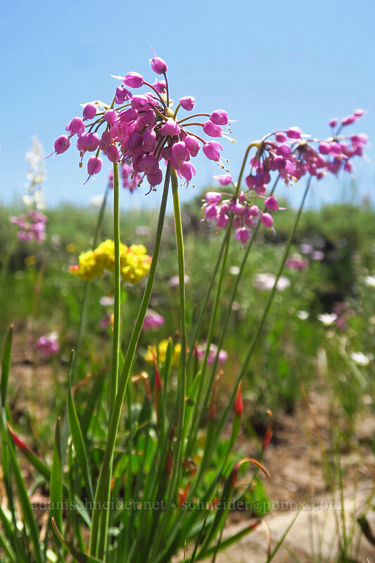 nodding onion (Allium cernuum) [Land's End Observatory, Grand Mesa National Forest, Mesa County, Colorado]