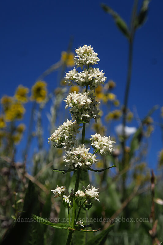 northern bedstraw (Galium boreale) [Land's End Observatory, Grand Mesa National Forest, Mesa County, Colorado]