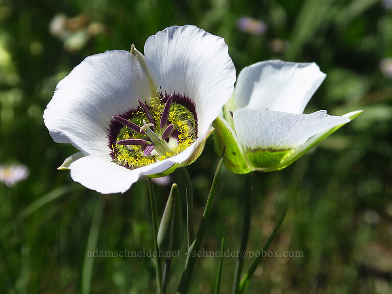 Gunnison's mariposa lily (Calochortus gunnisonii) [Land's End Observatory, Grand Mesa National Forest, Mesa County, Colorado]