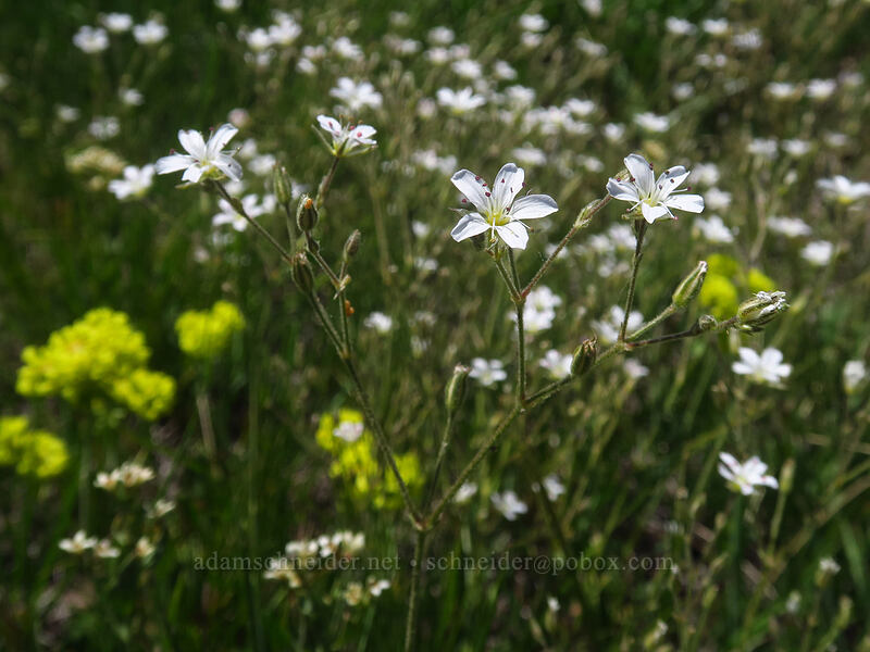 Fendler's sandwort (Eremogone fendleri (Arenaria fendleri)) [Land's End Observatory, Grand Mesa National Forest, Mesa County, Colorado]