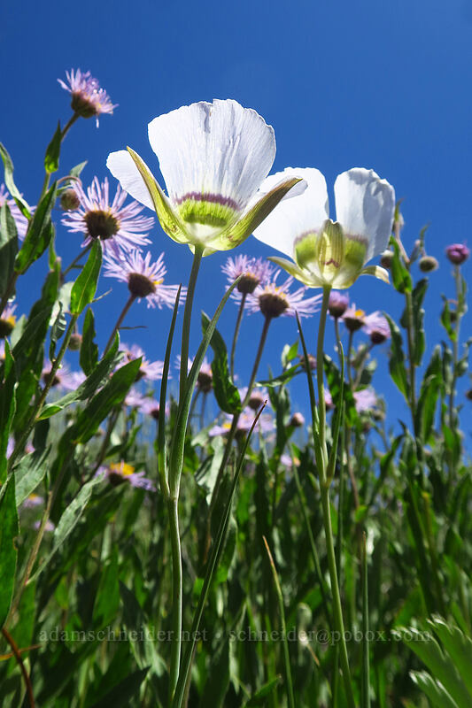 Gunnison's mariposa lily & showy fleabane (Calochortus gunnisonii, Erigeron speciosus) [Land's End Observatory, Grand Mesa National Forest, Mesa County, Colorado]