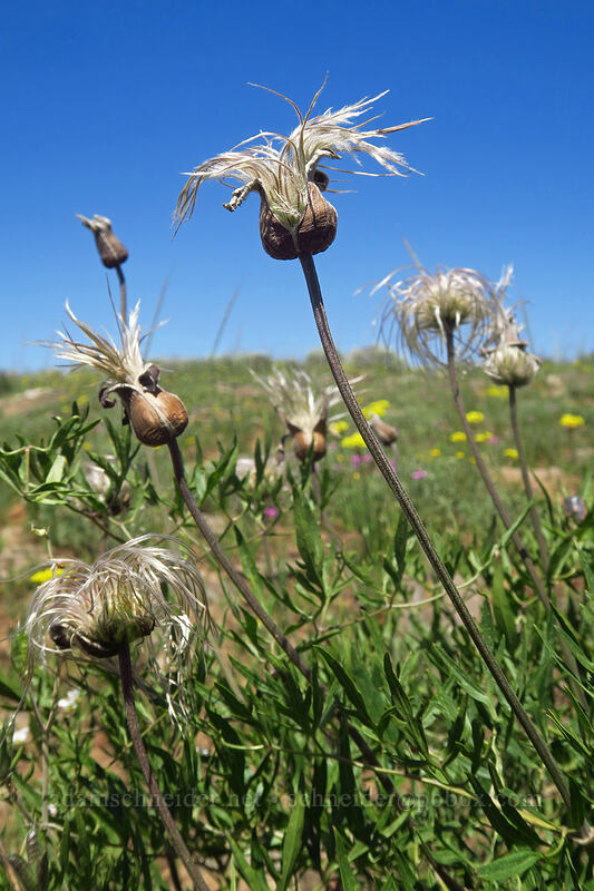 hairy clematis (sugar-bowls) (Clematis hirsutissima) [Forest Road 105, Grand Mesa National Forest, Mesa County, Colorado]