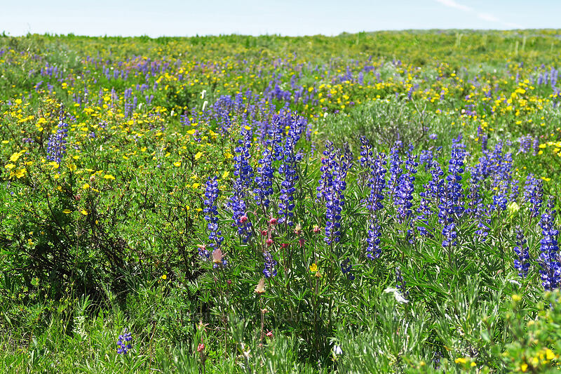 lupines (Lupinus sp.) [Forest Road 105, Grand Mesa National Forest, Mesa County, Colorado]