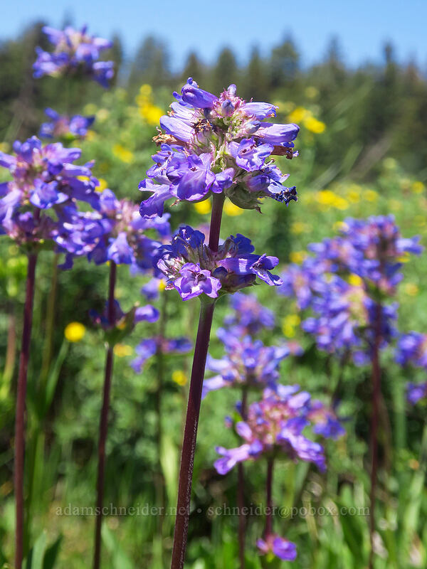 Rydberg's penstemon (Penstemon rydbergii) [Forest Road 105, Grand Mesa National Forest, Mesa County, Colorado]