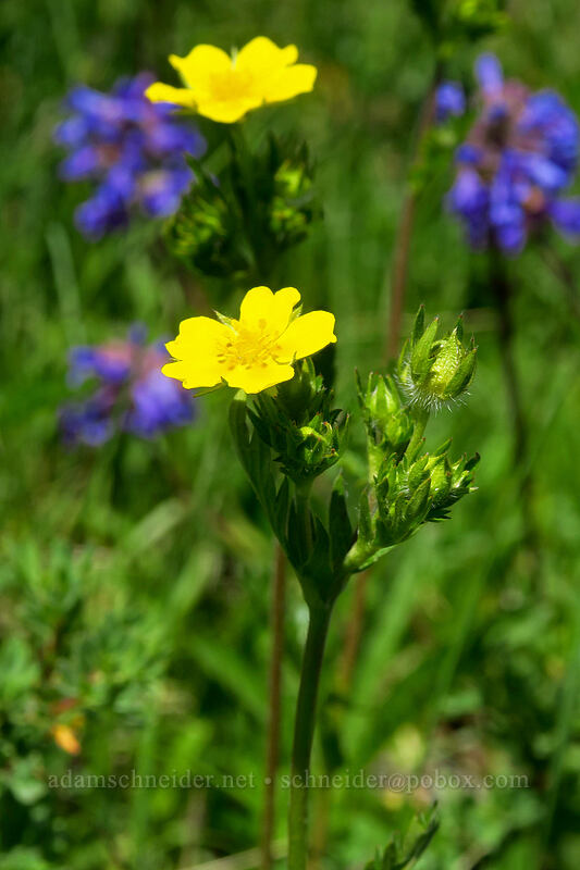 slender cinquefoil (Potentilla gracilis) [Forest Road 105, Grand Mesa National Forest, Mesa County, Colorado]