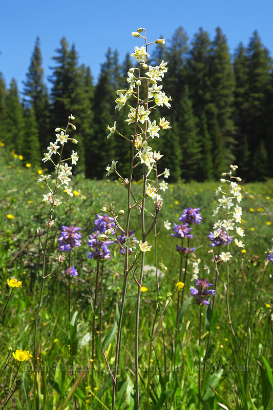mountain death-camas (Anticlea elegans (Zigadenus elegans)) [Forest Road 105, Grand Mesa National Forest, Mesa County, Colorado]
