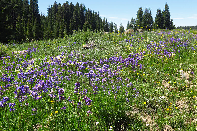 Rydberg's penstemon (Penstemon rydbergii) [Forest Road 105, Grand Mesa National Forest, Mesa County, Colorado]