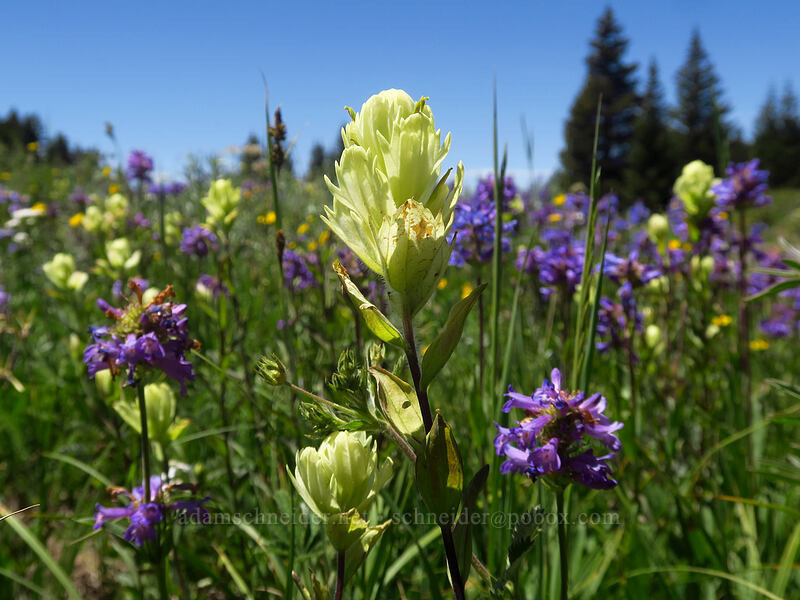 paintbrush & penstemon (Castilleja septentrionalis (Castilleja sulphurea), Penstemon rydbergii) [Forest Road 105, Grand Mesa National Forest, Mesa County, Colorado]