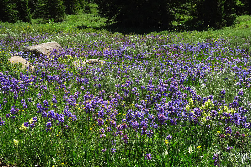 Rydberg's penstemon & sulphur penstemon (Penstemon rydbergii, Castilleja septentrionalis (Castilleja sulphurea)) [Forest Road 105, Grand Mesa National Forest, Mesa County, Colorado]