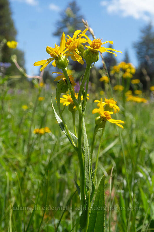 thick-leaf ragwort (Senecio crassulus) [Forest Road 105, Grand Mesa National Forest, Mesa County, Colorado]
