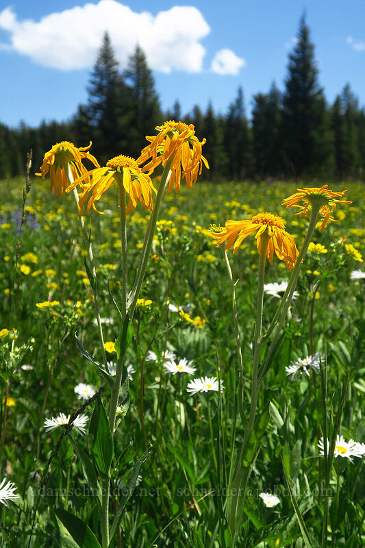 orange sneezeweed (Hymenoxys hoopesii) [Forest Road 105, Grand Mesa National Forest, Mesa County, Colorado]