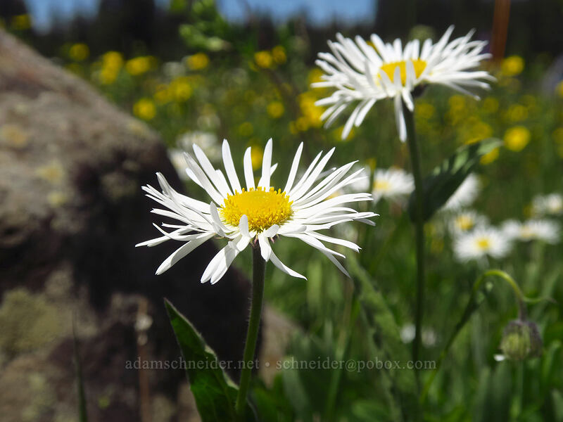 Coulter's fleabane (Erigeron coulteri) [Forest Road 105, Grand Mesa National Forest, Mesa County, Colorado]