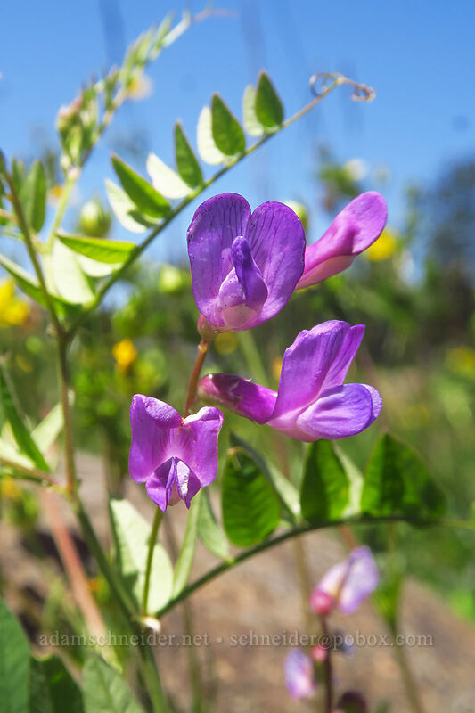 American vetch (Lathyrus sp., Vicia americana) [Forest Road 105, Grand Mesa National Forest, Mesa County, Colorado]