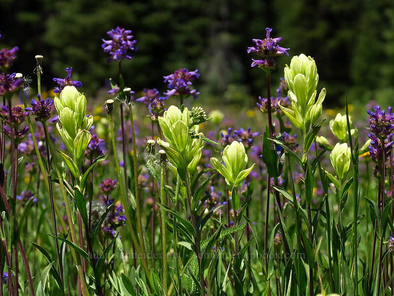 paintbrush & penstemon (Castilleja septentrionalis (Castilleja sulphurea), Penstemon rydbergii) [Forest Road 105, Grand Mesa National Forest, Mesa County, Colorado]