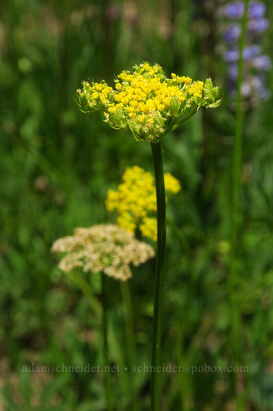 mountain parsley (Cymopterus lemmonii (Pseudocymopterus montanus)) [Forest Road 105, Grand Mesa National Forest, Mesa County, Colorado]