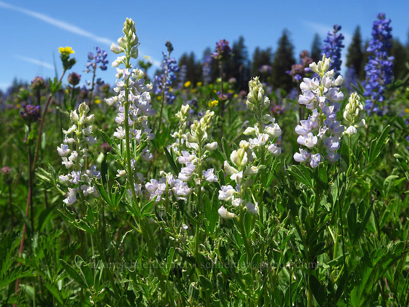 white lupines (Lupinus sp.) [Forest Road 105, Grand Mesa National Forest, Mesa County, Colorado]