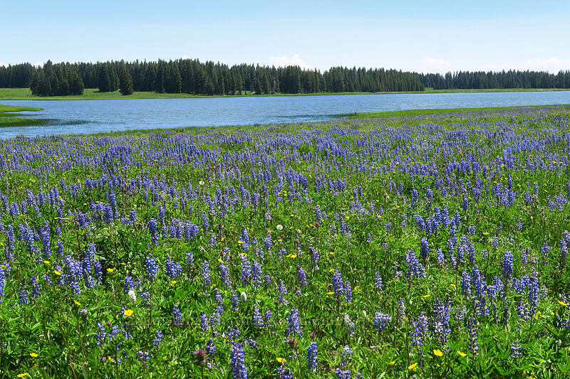 lupines & Anderson Reservoir No. 1 (Lupinus sp.) [Forest Road 105, Grand Mesa National Forest, Mesa County, Colorado]