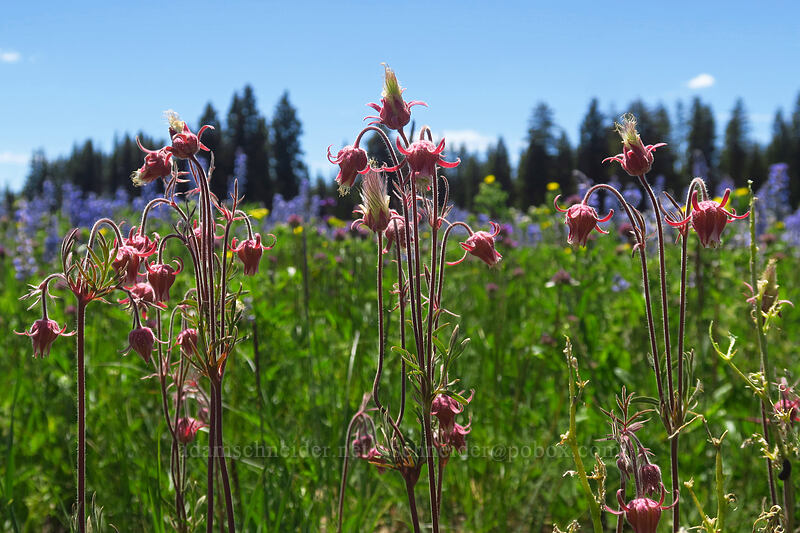 prairie smoke (Geum triflorum) [Forest Road 105, Grand Mesa National Forest, Mesa County, Colorado]