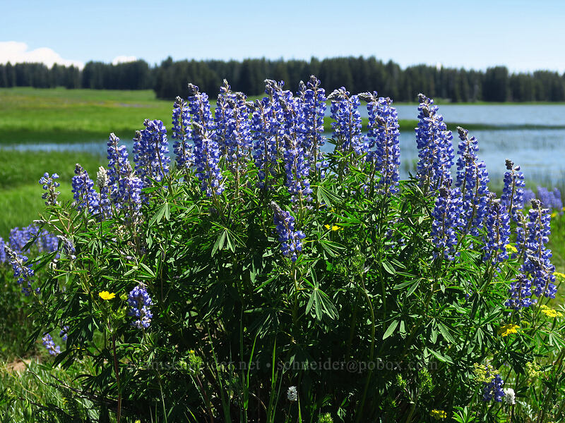 lupines (Lupinus sp.) [Forest Road 105, Grand Mesa National Forest, Mesa County, Colorado]