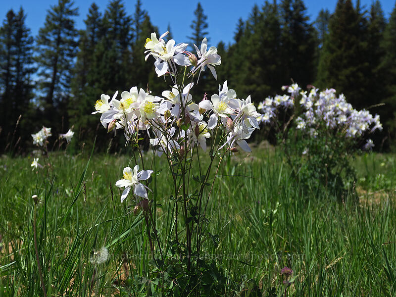 Colorado columbine (Aquilegia coerulea) [Forest Road 100, Grand Mesa National Forest, Mesa County, Colorado]