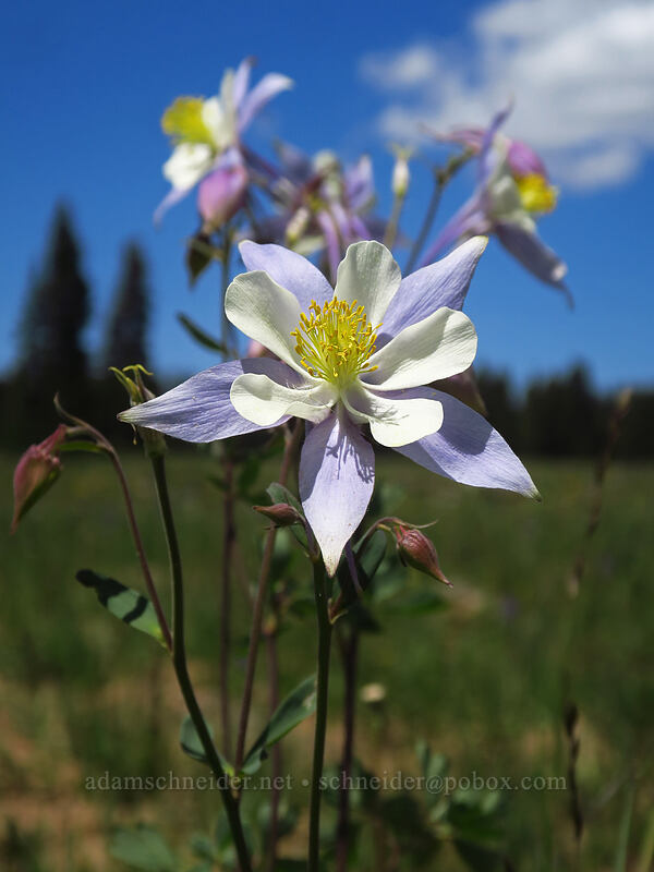 Colorado columbine (Aquilegia coerulea) [Forest Road 100, Grand Mesa National Forest, Mesa County, Colorado]