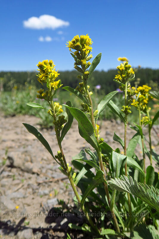 sticky goldenrod (Solidago simplex var. simplex (Solidago glutinosa)) [Forest Road 100, Grand Mesa National Forest, Mesa County, Colorado]