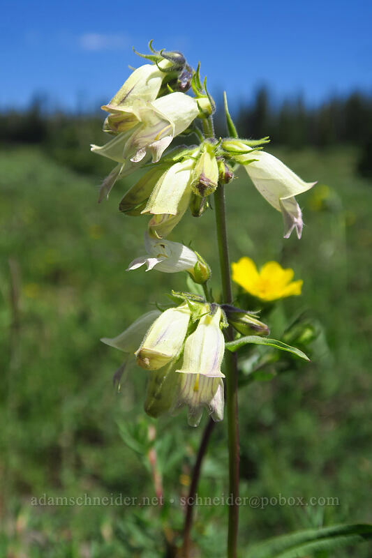 white Whipple's penstemon (Penstemon whippleanus) [Forest Road 100, Grand Mesa National Forest, Mesa County, Colorado]