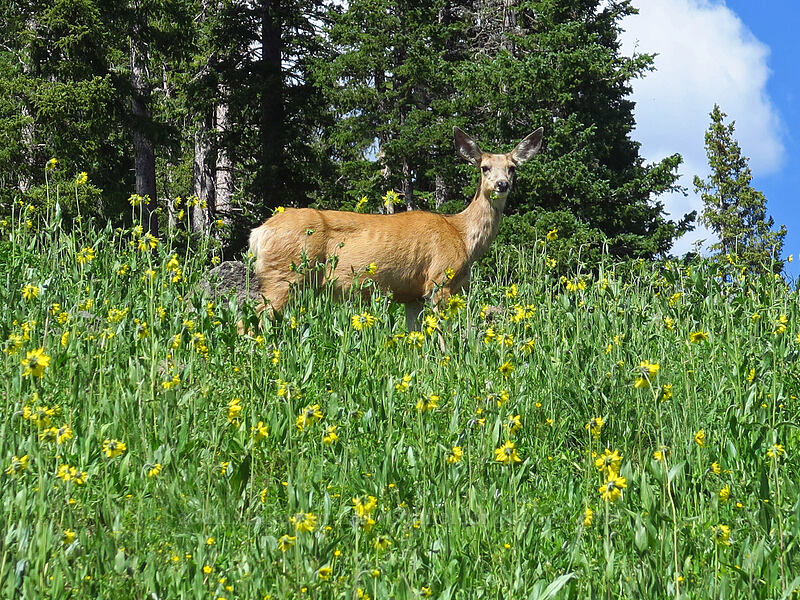 deer eating sunflowers (Odocoileus hemionus hemionus, Helianthella quinquenervis) [Baron Lake, Grand Mesa National Forest, Delta County, Colorado]