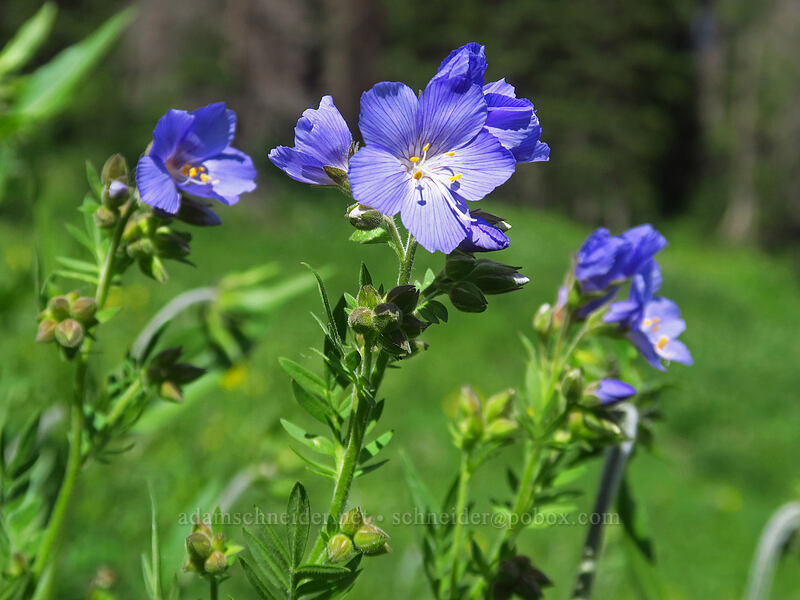 tall Jacob's-ladder (Polemonium foliosissimum) [Crag Crest Trail, Grand Mesa National Forest, Delta County, Colorado]