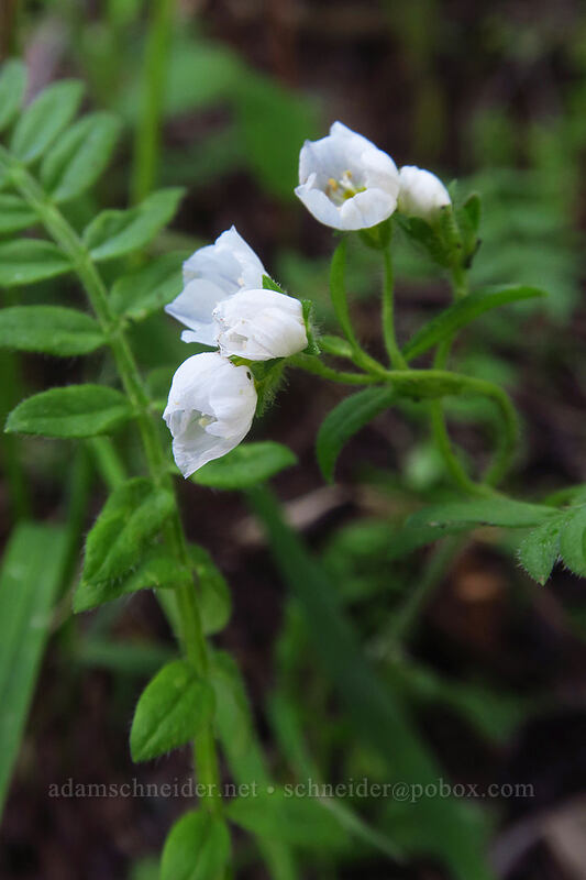 white Jacob's-ladder (Polemonium pulcherrimum ssp. delicatum) [Crag Crest Trail, Grand Mesa National Forest, Delta County, Colorado]