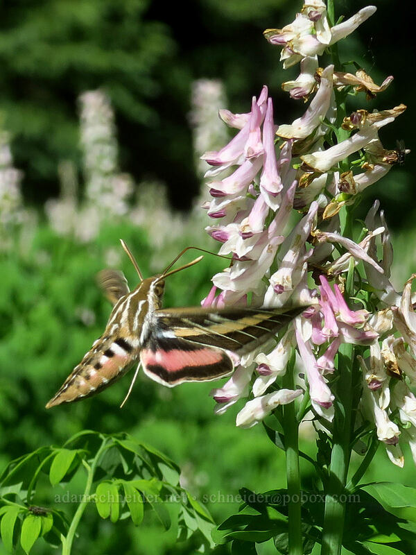 sphinx moth & Brandegee's fumewort (Hyles lineata, Corydalis caseana ssp. brandegeei) [Crag Crest Trail, Grand Mesa National Forest, Delta County, Colorado]