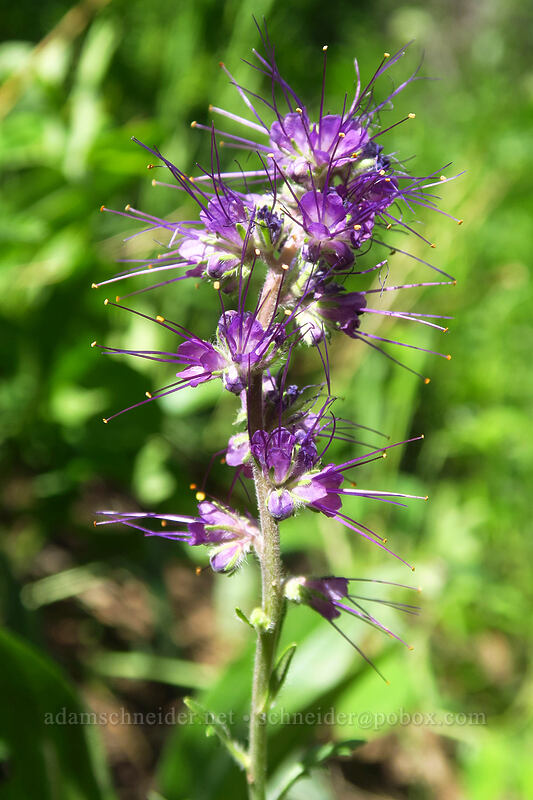 silky phacelia (Phacelia sericea) [Crag Crest Trail, Grand Mesa National Forest, Delta County, Colorado]