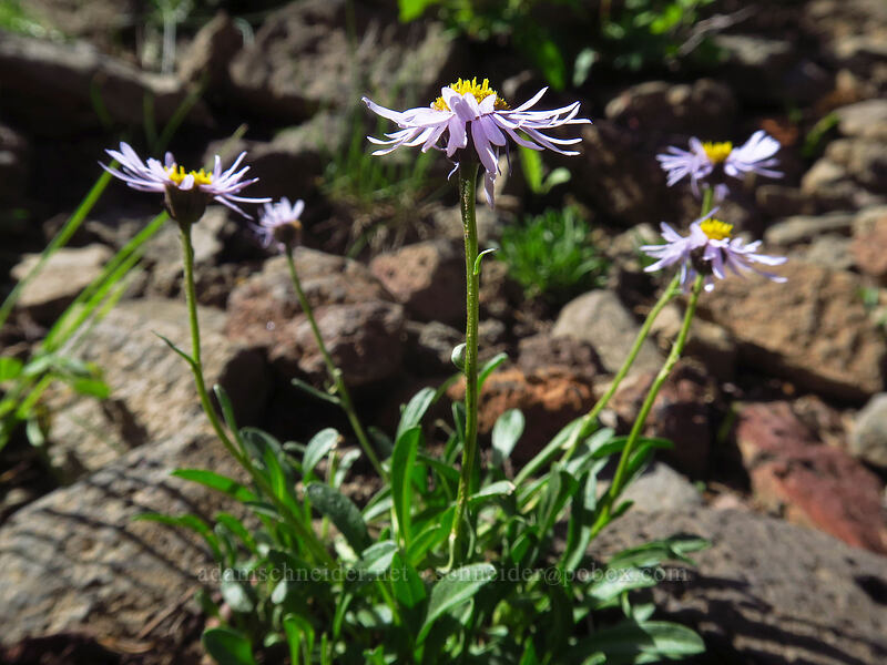 rockslide fleabane (Erigeron leiomerus) [Crag Crest Trail, Grand Mesa National Forest, Delta County, Colorado]