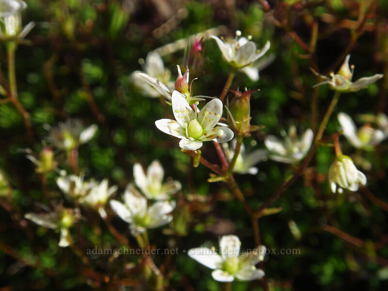 spotted saxifrage (Saxifraga bronchialis ssp. austromontana (Saxifraga austromontana)) [Crag Crest Trail, Grand Mesa National Forest, Delta County, Colorado]
