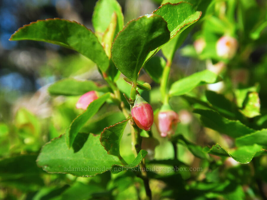 bilberry/whortleberry flowers (Vaccinium myrtillus) [Crag Crest Trail, Grand Mesa National Forest, Mesa County, Colorado]