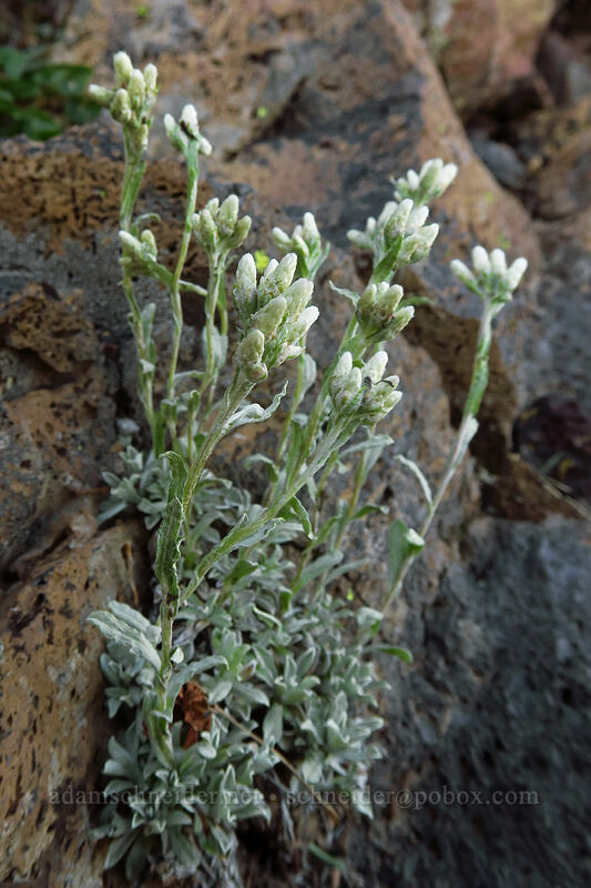 rosy pussy-toes (female flowers) (Antennaria rosea) [Crag Crest Trail, Grand Mesa National Forest, Delta County, Colorado]