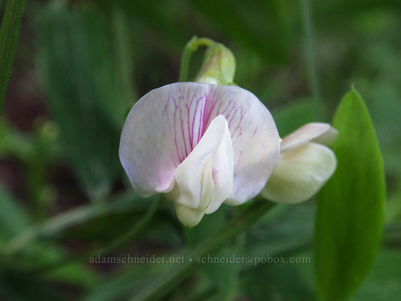 Lanszwert's pea-vine (Lathyrus lanszwertii) [Crag Crest Trail, Grand Mesa National Forest, Delta County, Colorado]