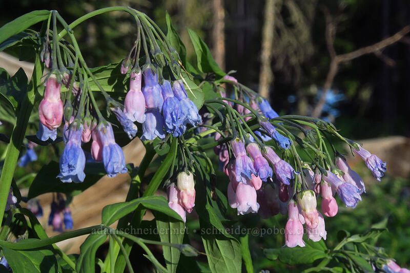 fringed bluebells (Mertensia ciliata) [Crag Crest Trail, Grand Mesa National Forest, Delta County, Colorado]