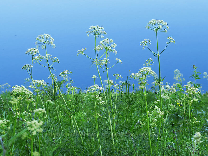 Porter's lovage & Upper Eggleston Lake (Ligusticum porteri) [Crag Crest Trail, Grand Mesa National Forest, Delta County, Colorado]