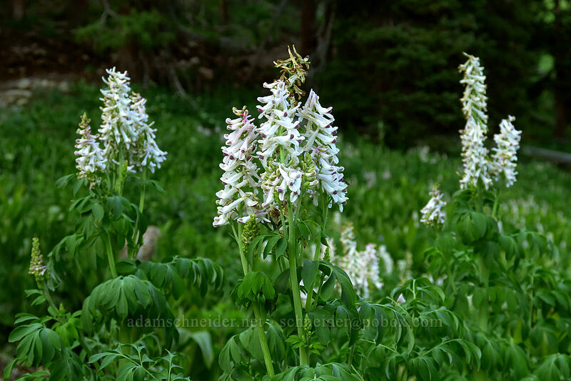 Brandegee's fumewort (fitweed) (Corydalis caseana ssp. brandegeei) [Crag Crest Trail, Grand Mesa National Forest, Delta County, Colorado]