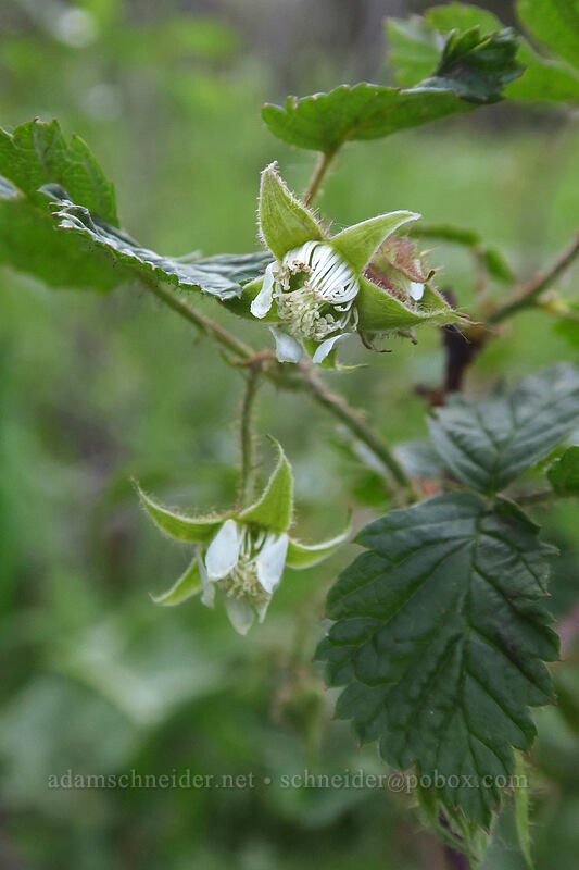 wild raspberry flowers (Rubus idaeus) [Crag Crest Trail, Grand Mesa National Forest, Delta County, Colorado]