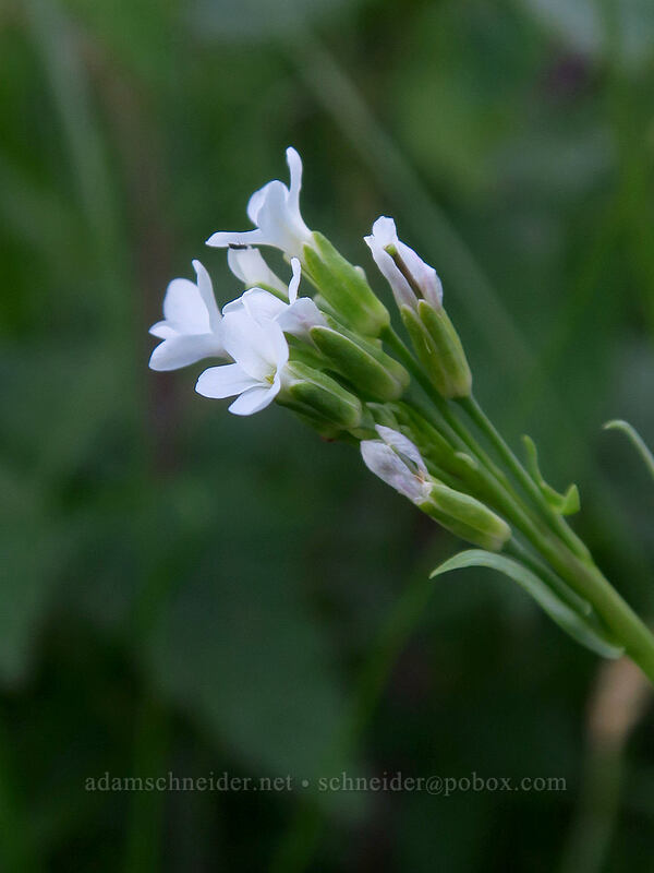 Drummond's rock-cress (Boechera stricta (Arabis drummondii)) [Crag Crest Trail, Grand Mesa National Forest, Delta County, Colorado]